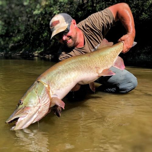 Fish from recent posts….. the “farmer” #fish #fishing #flyfishing #muskyonthefly #muskiefishi