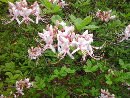 lesliegale:  Native swamp azalea,  Rhododendron viscosum, and pinxterbloom azalea, Rhododendron periclymenoides, 7 May 2014.