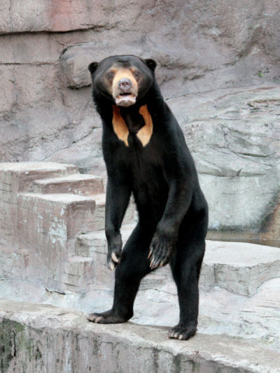 Do You Know Why Sun Bears Look Soweird Compared Tumbex