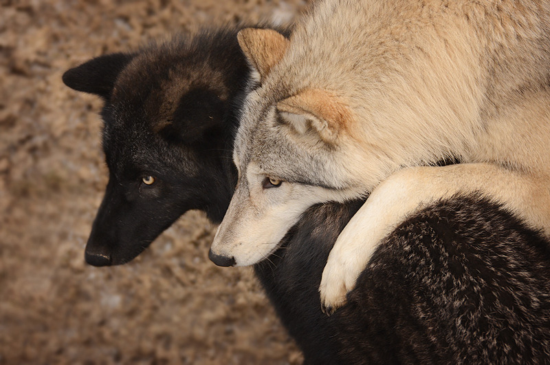 victorious-elite: w-o-l-f–g-i-r-l:  Wolf Hugs by Fall-of-rain    Is that…..is