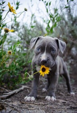 awwww-cute:  Here’s a baby picture of my little girl, Lucy (Source: http://ift.tt/1J870Rj)