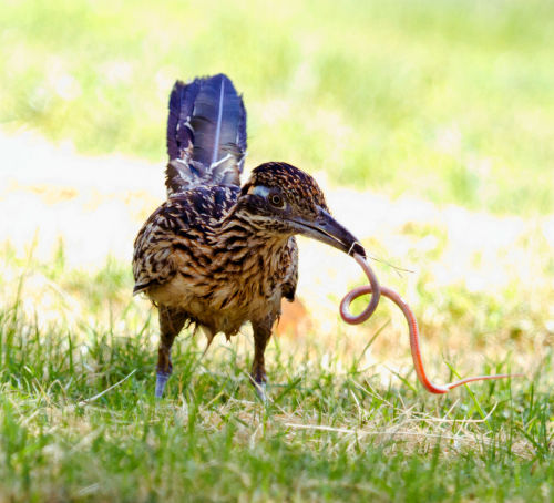 americasgreatoutdoors:Meep meep! Just like in the cartoons, roadrunners love to run and can reach speeds of up to 20 miles per hour. They can fly for short distances but prefer to remain on the ground where they hunt for prey. Cute in a goofy kind of