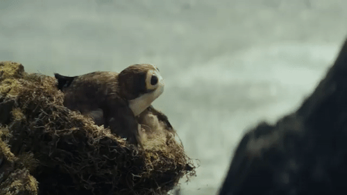 skyloreyn:Porgs on Ahch-To in The Last Jedi source: Star Wars: The Last Jedi Secrets Explained