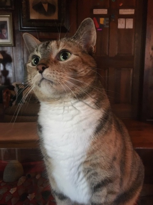 alexiskicksbutt:My cat looks like she just discovered the secret of life.