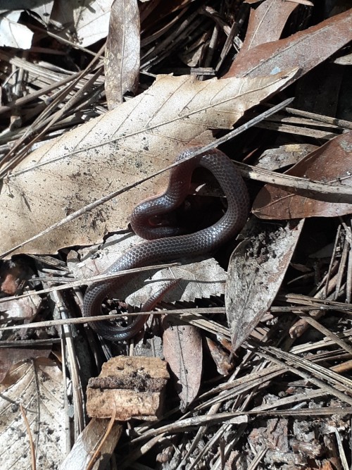 I've Seen Several Snakes Recently