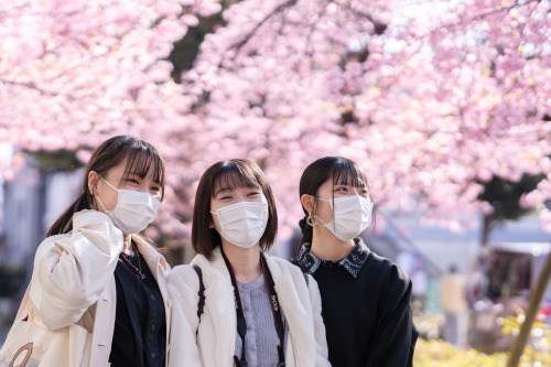 神の御業sony a6400 + SIGMA 56mm F1.4 DC DN | Contemporary2022.4location : 静岡県 Shizuoka, Japan桜 静岡 一眼レフ ポ