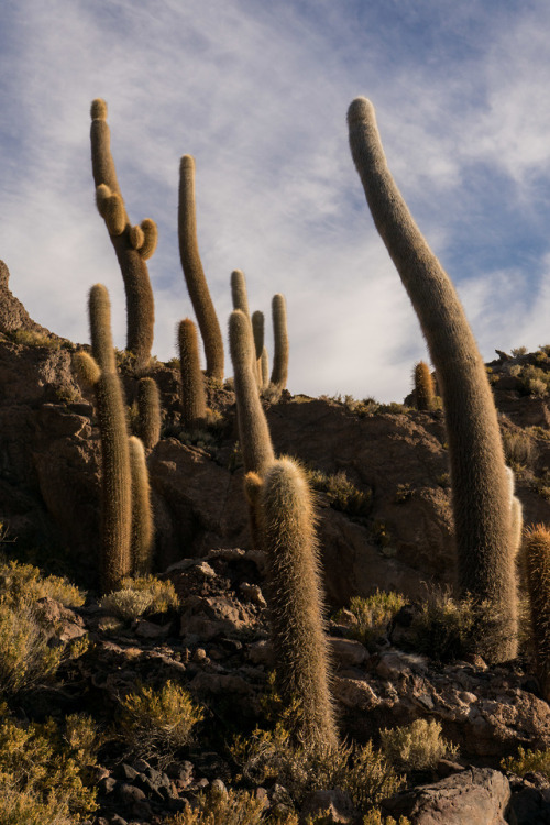 Cardón de la pana, Trichocereus pasacana, en la isla Incahuasi. Uyuni, Bolivia. Junio 20