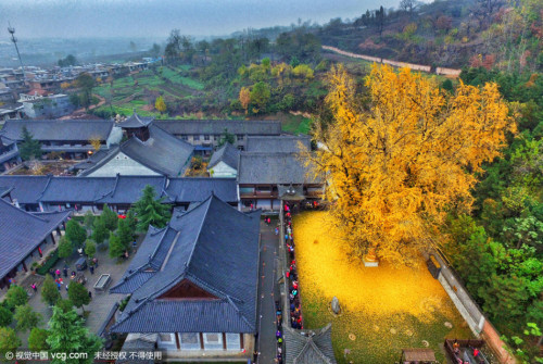 fuckyeahchinesefashion:Old ginkgo tree in 古观音禅寺Gu Guanyin Temple, Zhongnan Mountains, Xi’an. The tem