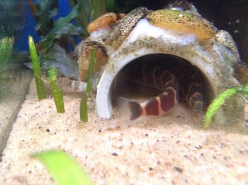 Two loaches, each taking a turn at sticking their butts in each other&rsquo;s faces. Must be a l