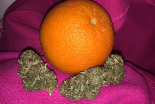 Orange kush