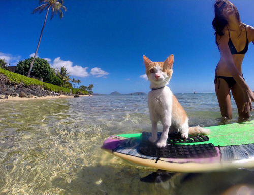 One-Eyed surfing cat, Kuli, in Hawaii is just adorable.