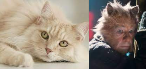 Cats 2019 As Real Cats Cause Why Not.part 3 The Toms