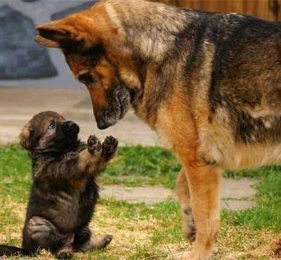 feellng:  Cutest german shepherd puppies adult photos