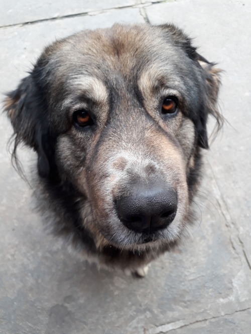 Asha the caucasian shepherd Instagram