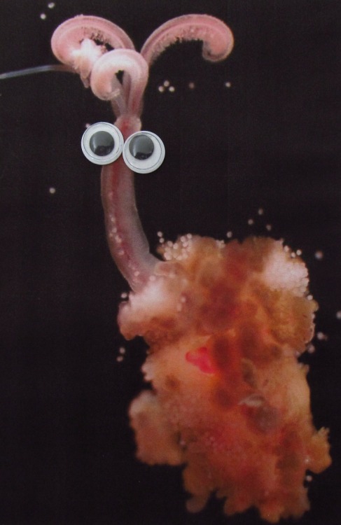 tastefullyoffensive:  Deep Sea Animals With Googly Eyes [original images via wordss]Previously: Book Covers With Googly Eyes 