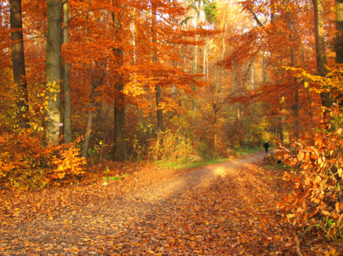 Porn quiet-nymph:Autumn in Germany  by Batikart photos