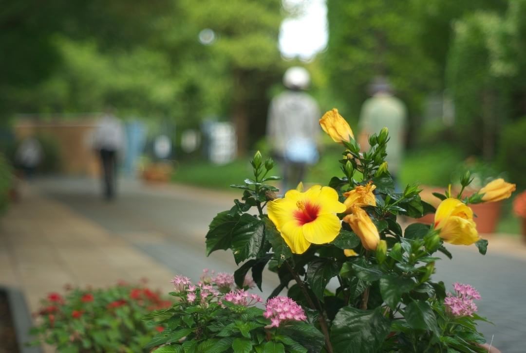 LEICA M8＋NIKKOR-H･C 1:2 f=5cm
長居植物園の「花と緑と自然の情報センター」前の（たぶん）ハイビスカスです。
#nagaibotanicalgarden #osaka #japan #leicam8 #leica #oldlens #長居植物園 #大阪 #オールドレンズ #ライカ