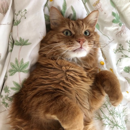 purrfectpeach:My cat Jack wants everyone to see how photogenic he is✨