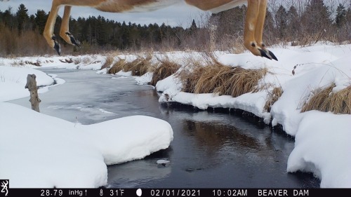 arachnaetheyarnspider: trailcams: source  @elodieunderglass A perfectly normal view of a perfectly n