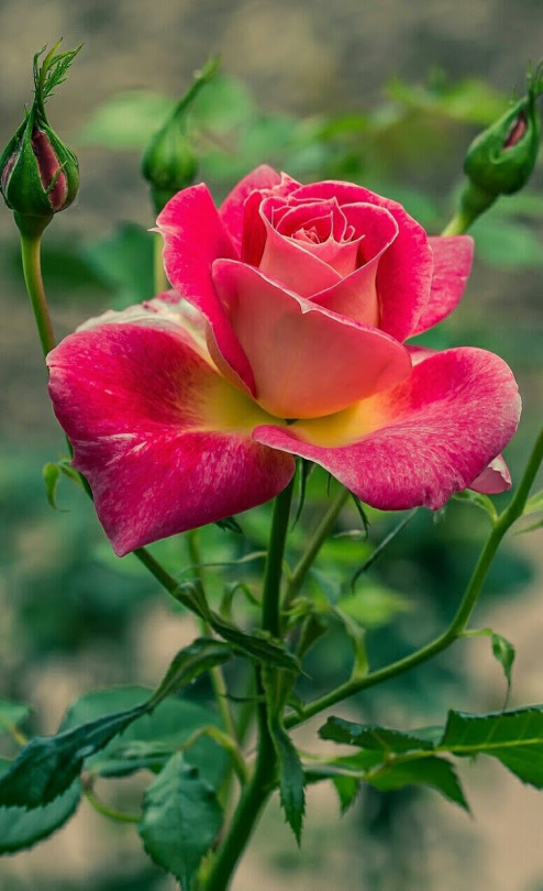 Une Rose C'est Comme Une Femme Qui S'ouvre à L'amour