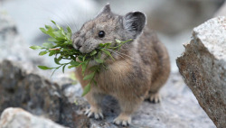 mothernaturenetwork:  Got moss? The pika’s