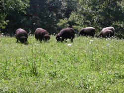 morigrrl:  Sheep eating queen annes lace