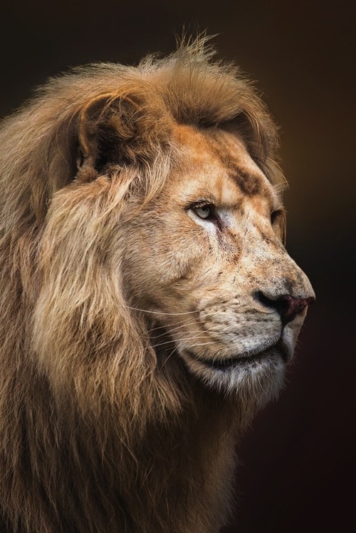 Porn Pics loverucci:  royalindulgence:  Lion (Panthera