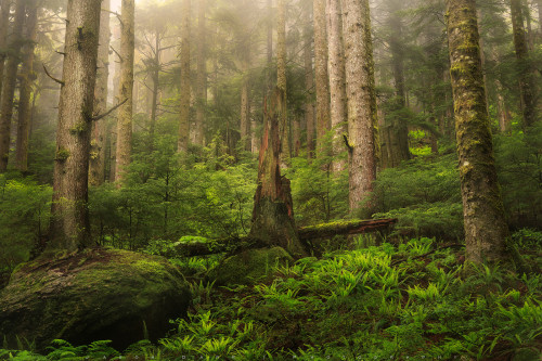 The Fog In The Forest by Jason Darr