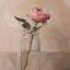 rose-filled-honey