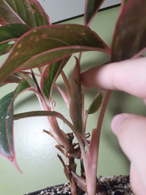 Some Of My Plants Have New Leaves