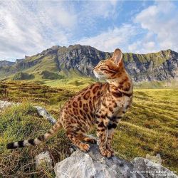 catsofinstagram:  From @nelsonnthecat: “Fresh air in heaven ✨” #catsofinstagram [source: https://ift.tt/2QI2e6F ]