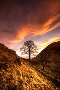 ponderation:  Sycamore Gap by __Anita__ 