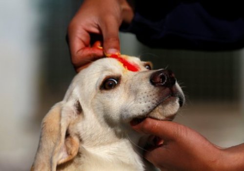 hinducosmos:Kukur Puja: The Day of the Dog festival in NepalIt’s called Tihar, and is the Nepalese w