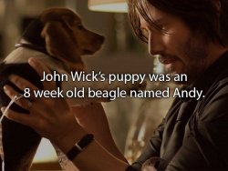 nomalez:  keanuital:    Killer facts about the making of the ‘John Wick’ movies     xxxx! Waiting for the “Chapter 3″ !! Links:  Cinema / John Wick Chapter 2 / John Wick  .