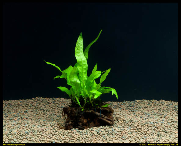 Pets And Rants Good Cold Water Plants For Your Axolotl Tank