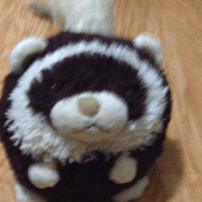 cannonball-the-ferret:  When people ask me “why a ferret”, I can show them this