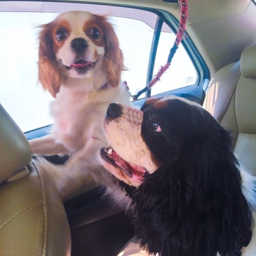 Woof!! Hello from MJ &amp; Charlie on their way to the vet. It&rsquo;s like a crazy circus i
