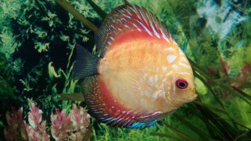 herps-and-derps:@what-the-fiish the discus i work with. Cuz i know you like em