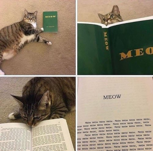 marieanarchy:This is my cat