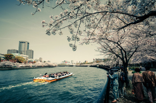 Cherry Blossom in Kema Sakuranomiya Park by Ann HungVia Flickr:Photo taken in Osaka, Japan