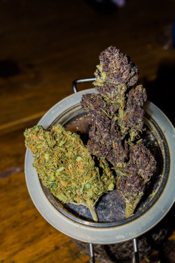 blazedcolorado:  golden goat x purple powder