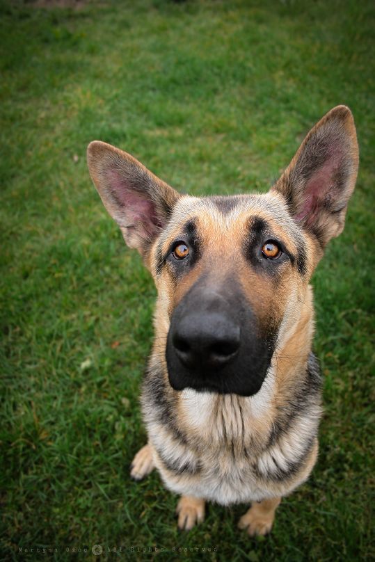 dogsandpupsdaily:  - German Shepherd. Want more? Follow:http://dogsandpupsdaily.tumblr.com/