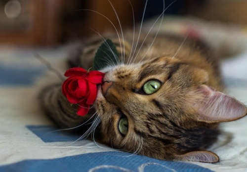 Steet Cat https://www.youtube.com/c/WeMeow #cat #cats #wemeow #meow #catlife #cutecat #catlove #love