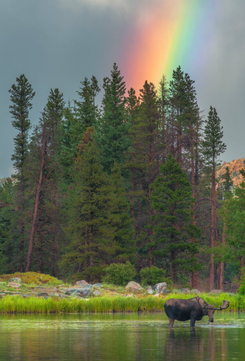 americasgreatoutdoors: You never know what you’ll see at Rocky Mountain National Park in Color