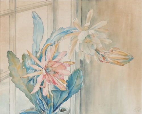 huariqueje:    Blooming cactus on a window sill   -    C. R.  UnknownDanish,Watercolour and pancil on paper, 43 × 56 cm.  