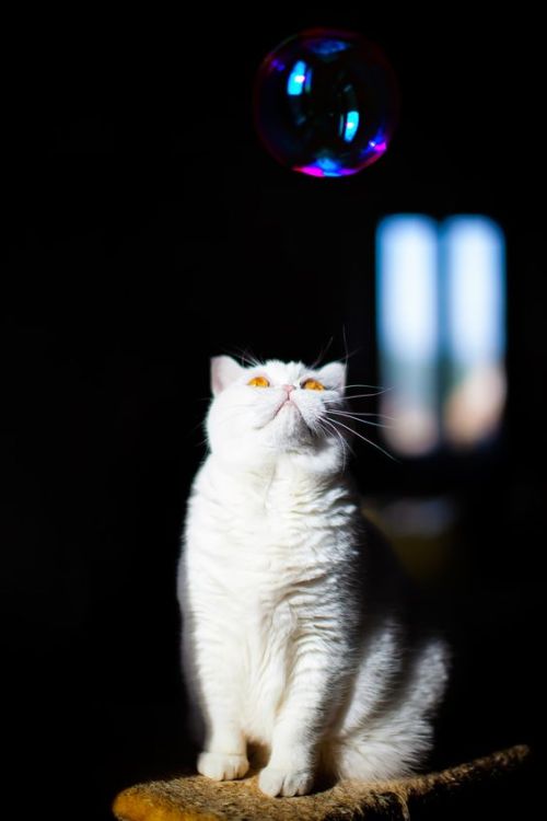 mel-cat:By DellaBrùWilson loves the magic of the bubbles soap