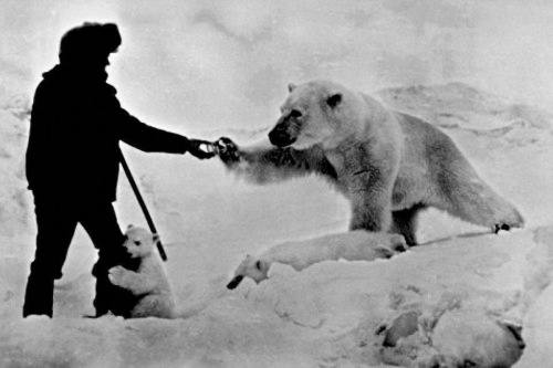 aboutdesolationrow: Man feeding polar bear and his cubs with condensed milk. Chukotka Peninsula, Rus