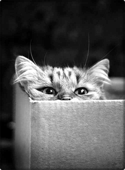 Kitten today.