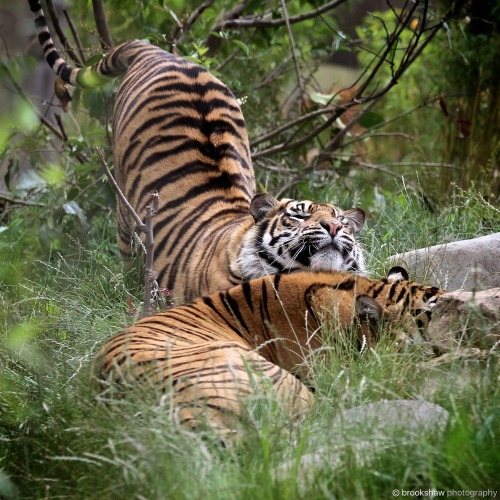 “Let me just lean on you while I stretch…”Some sleepy Sumatran Tigers at Chester 