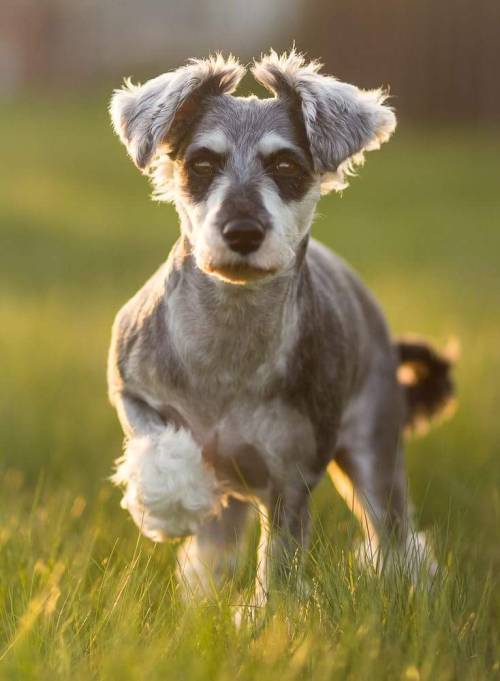 perfectdogs:  Aska’s ear hair growth so far! I’m growing her ears out, and it’s going pretty well.